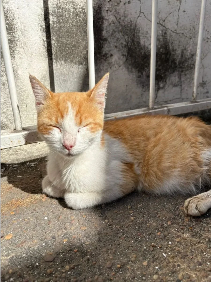 Una gatita rescatada lucha contra una grave enfermedad y piden ayuda para su tratamiento Una gatita rescatada lucha contra una grave enfermedad y piden ayuda para su tratamiento